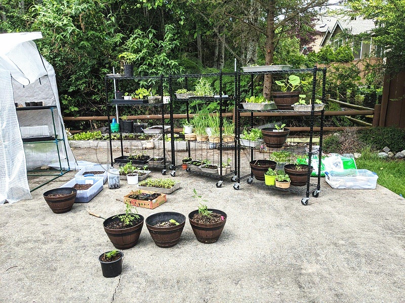 金屬溫室大棚育苗架花架 可移動 蘑菇菜苗樹苗種植架 中山常勝線網置物架廠家-川井