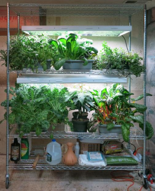美國四層重網植物種植置物架成功案例分享