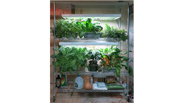 美國四層重網植物種植置物架成功案例分享